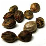 Семена марихуаны АК-47  (Seeds AK-47) в Можге